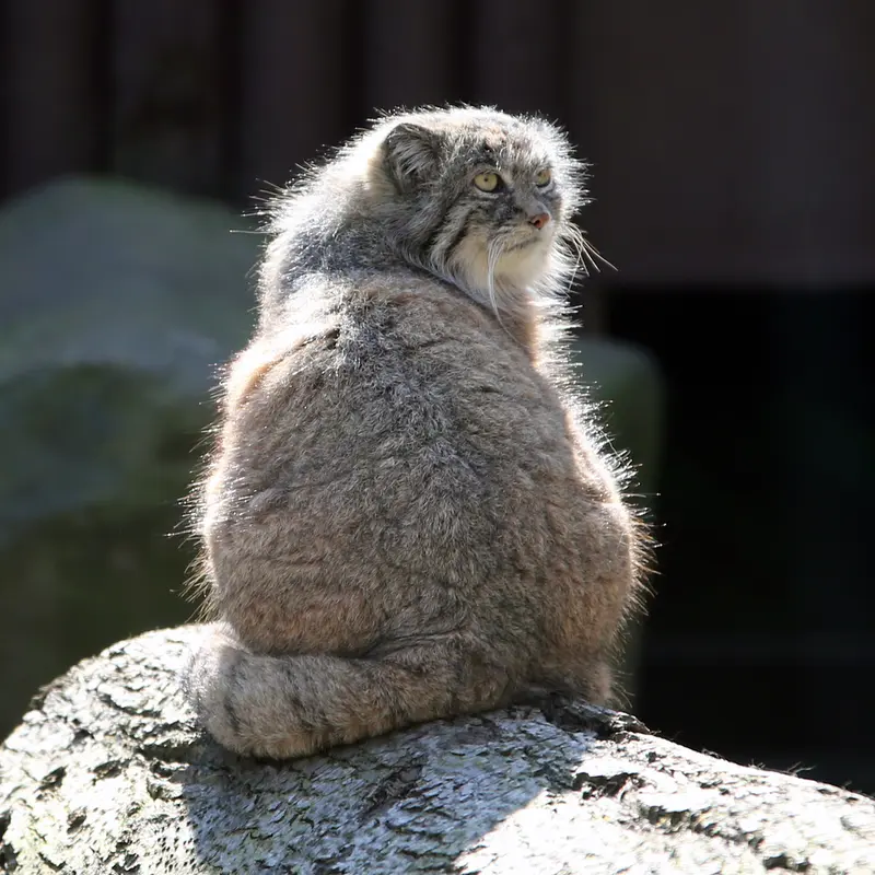 A photograph of Moira in Ostrava Zoo