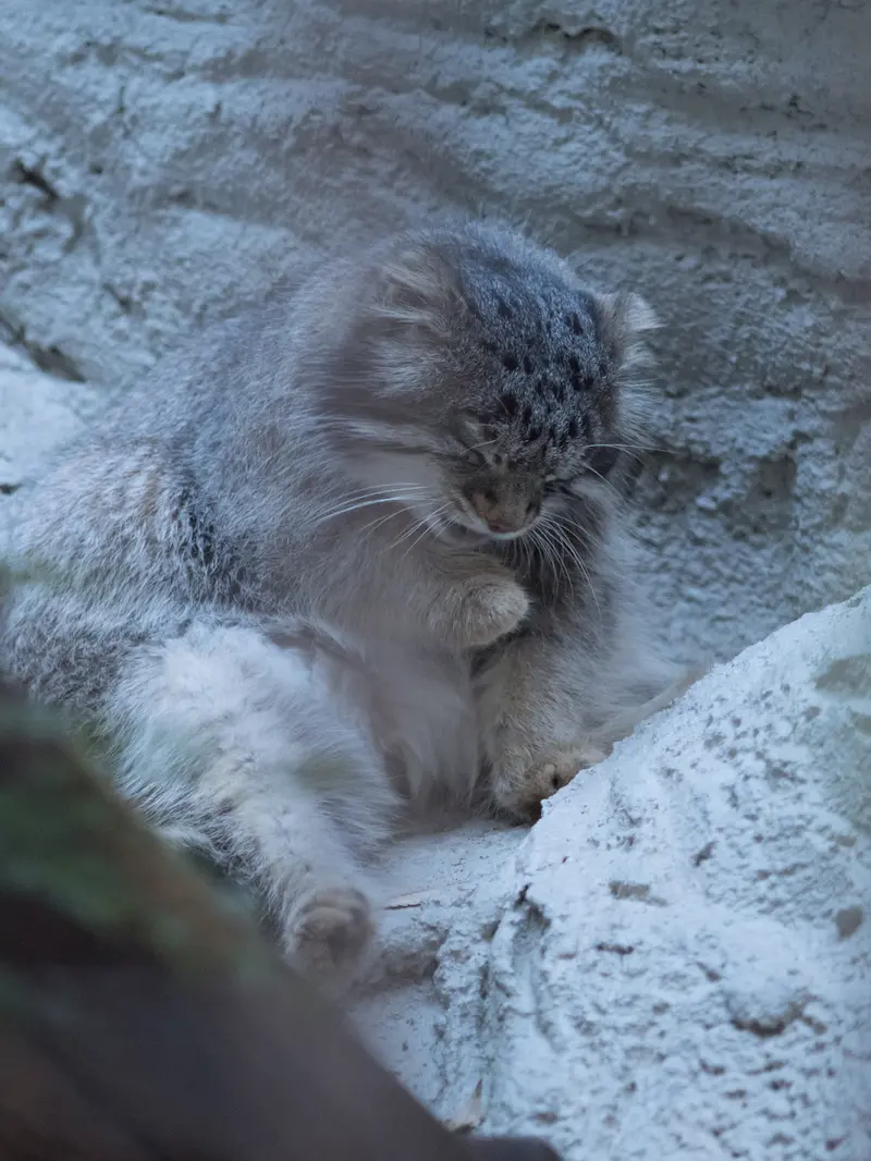 A photograph of Figa in Nogeyama Zoo