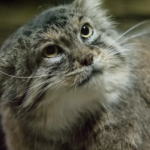 A photograph of Primula in Ueno Zoological Gardens