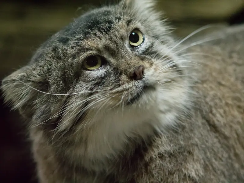 A photograph of Primula in Ueno Zoological Gardens