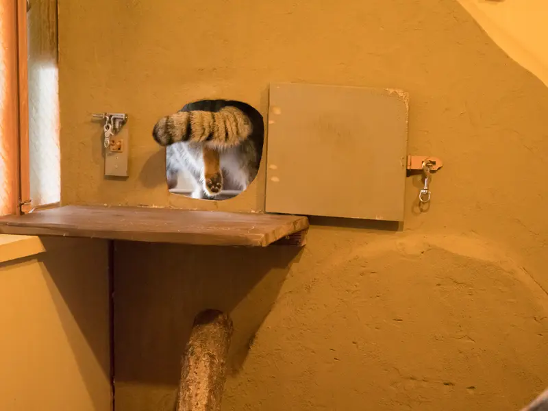 A photograph of Oto in Saitama Children's Zoo