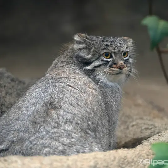A photograph of Mei in Kobe Animal Kingdom