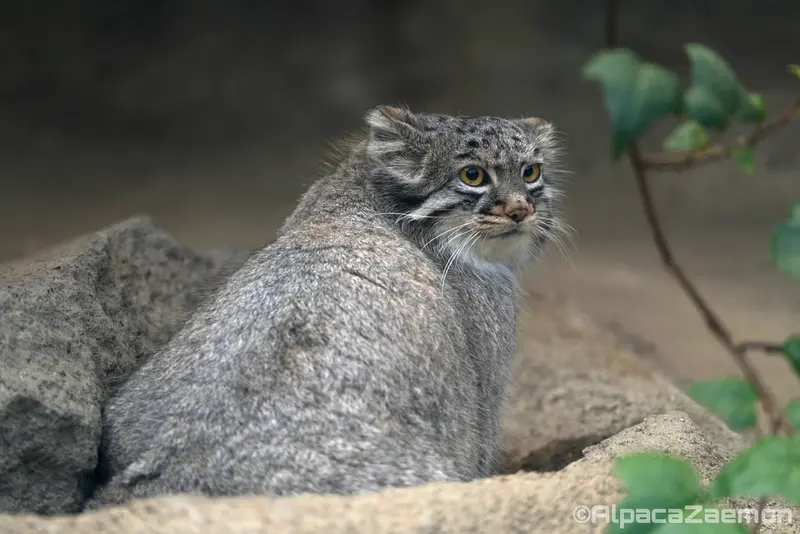 A photograph of Mei in Kobe Animal Kingdom