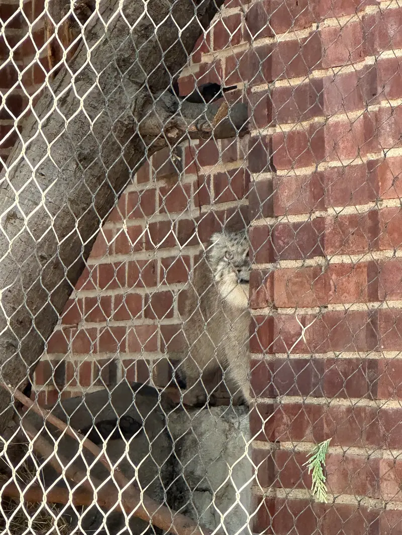 A photograph of Batu in Prospect Park Zoo