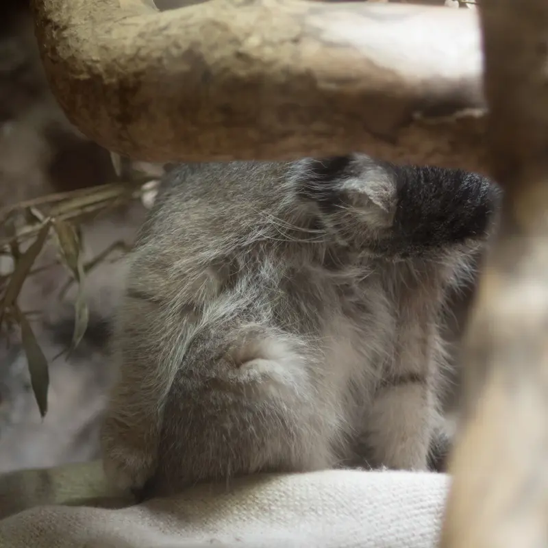A photograph of Klyon in Ueno Zoological Gardens
