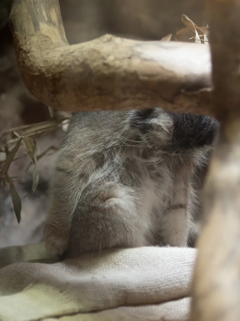 A photograph of Klyon in Ueno Zoological Gardens