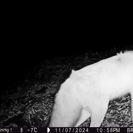 A photograph of Red fox from Janator camera trap