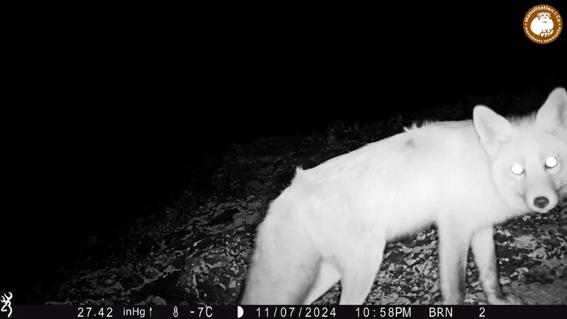 A photograph of Red fox from Janator camera trap