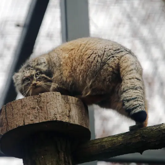 A photograph of Ula in Gdansk Zoo