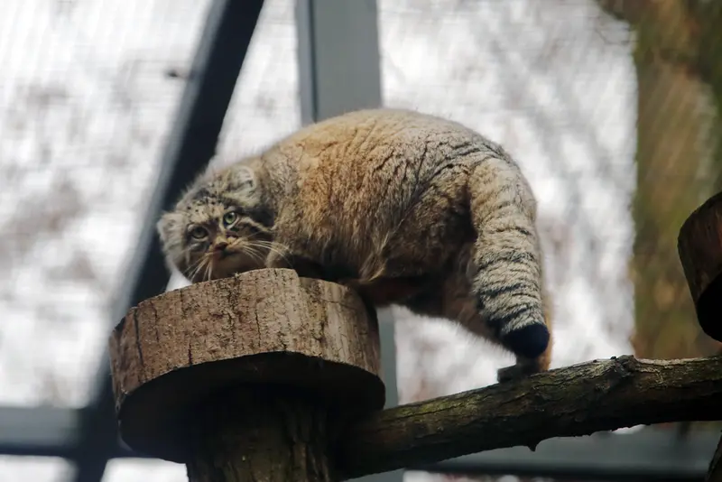 A photograph of Ula in Gdansk Zoo