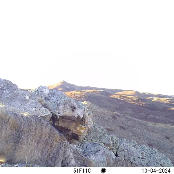 A photograph of Otocolobus manul manul from Besshoky 1 camera trap