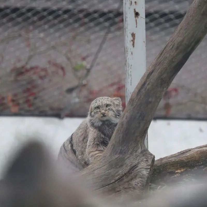 A photograph of Saimi in Korkeasaari Zoo