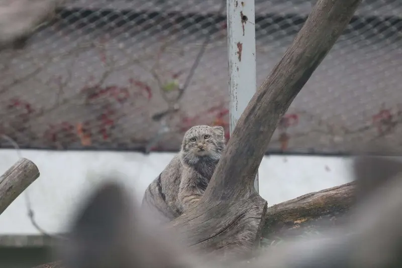 A photograph of Saimi in Korkeasaari Zoo