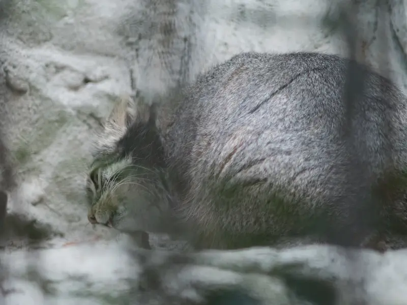A photograph of Figa in Nogeyama Zoo