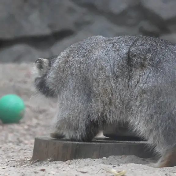 A photograph of a Pallas's cat in Novosibirsk Zoo