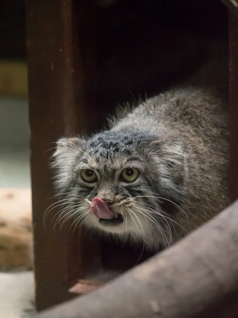 A photograph of Shafran in Ueno Zoological Gardens