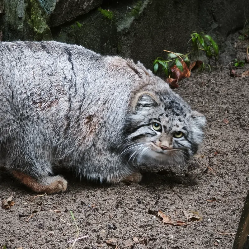 A photograph of Grey in Novosibirsk Zoo