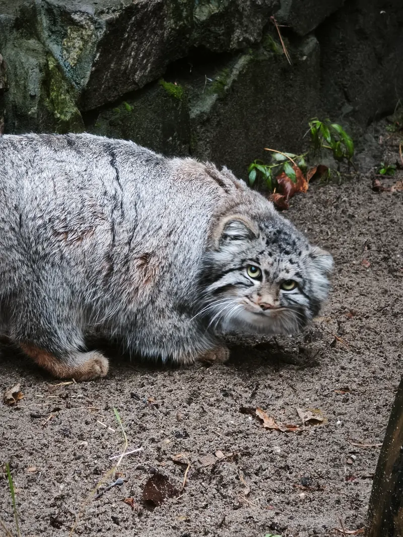 A photograph of Grey in Novosibirsk Zoo