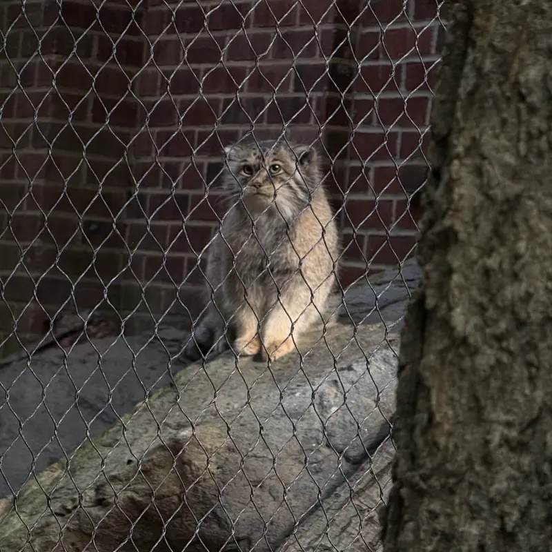 A photograph of Sarnai in Prospect Park Zoo