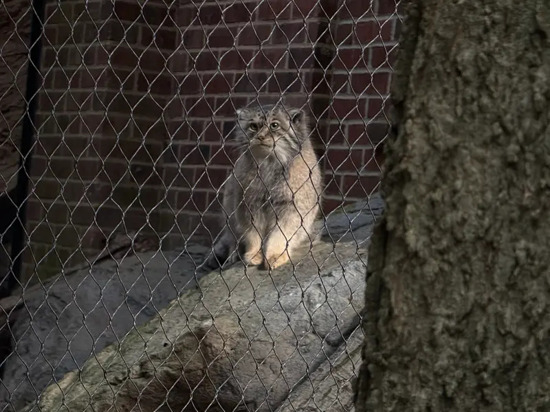 A photograph of Sarnai in Prospect Park Zoo