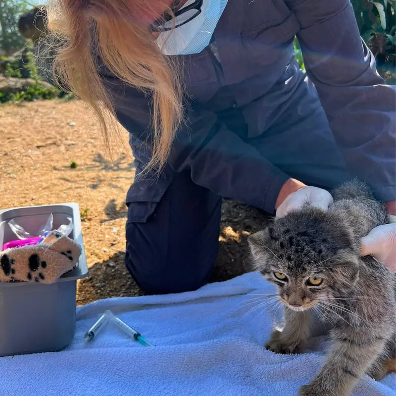 A photograph of a Pallas's cat