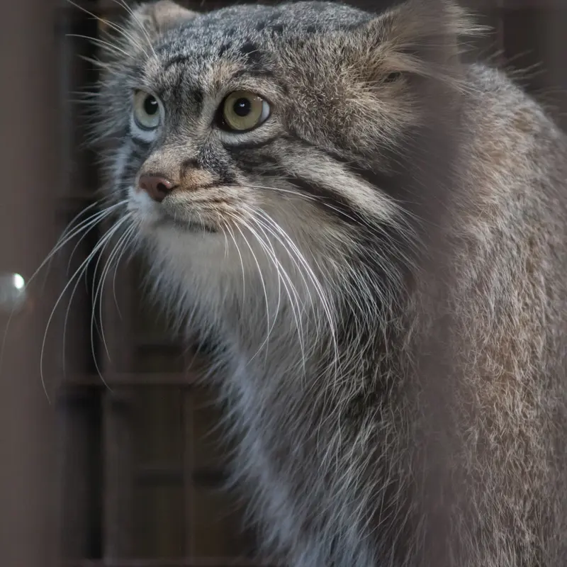 A photograph of Figa in Nogeyama Zoo