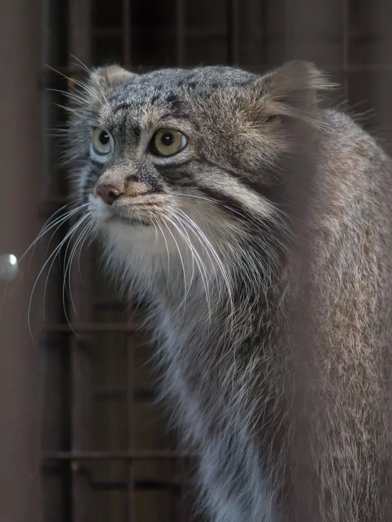 A photograph of Figa in Nogeyama Zoo