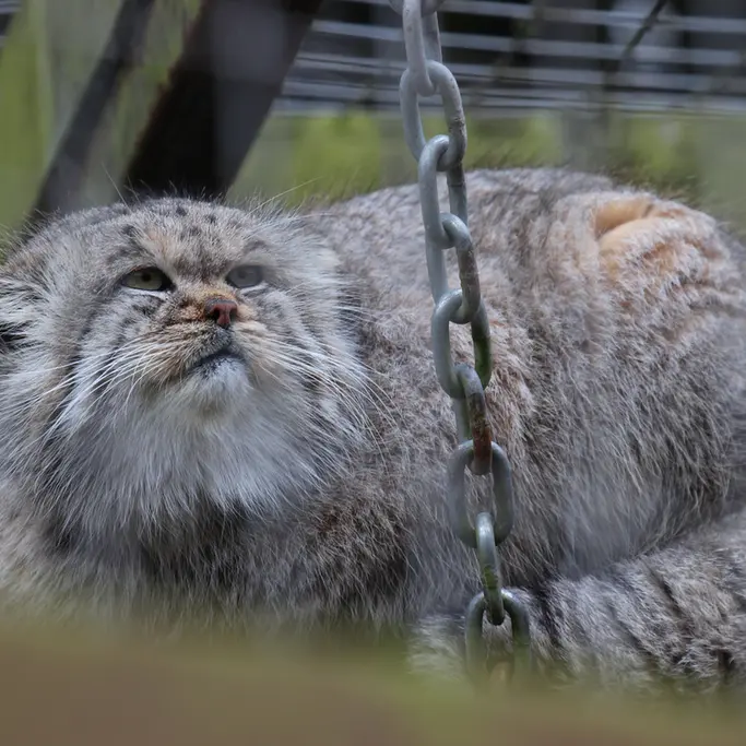A photograph of Buck in Banham Zoo