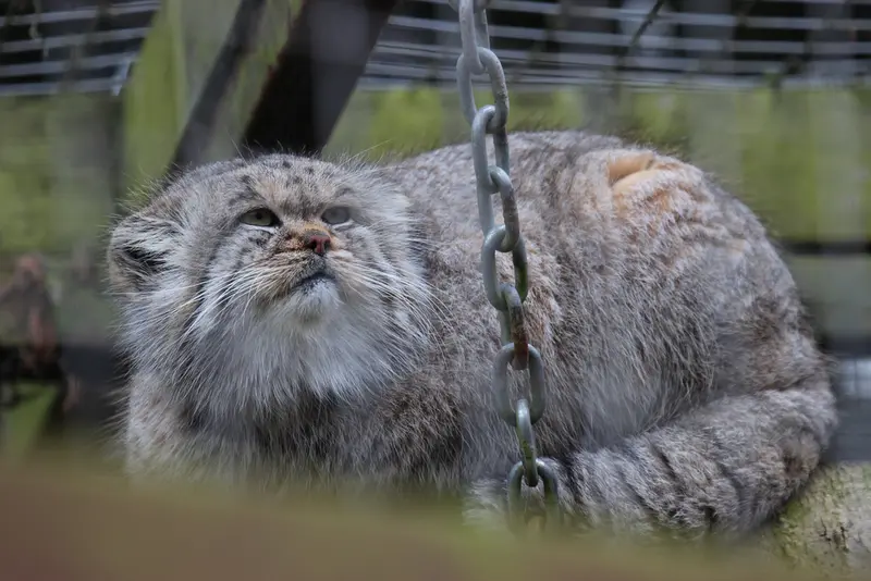 A photograph of Buck in Banham Zoo