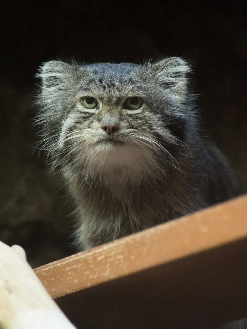A photograph of Klyon in Ueno Zoological Gardens