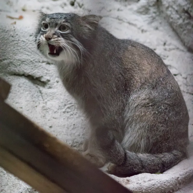 A photograph of Figa in Nogeyama Zoo