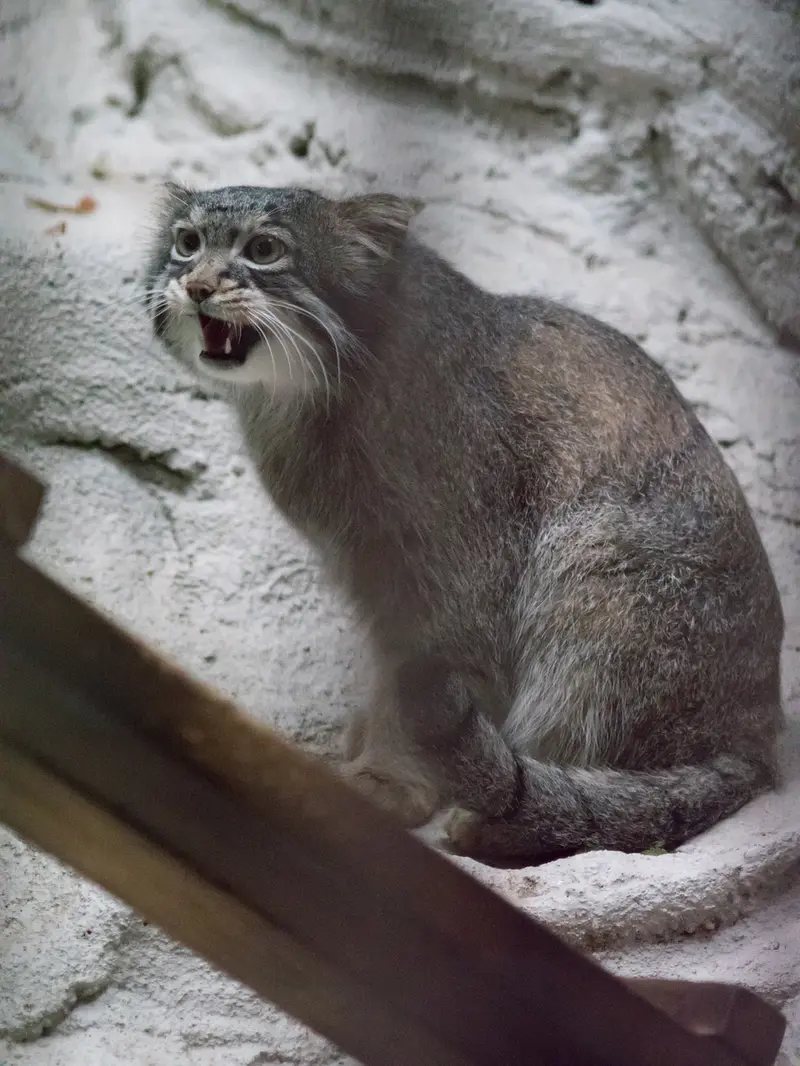 A photograph of Figa in Nogeyama Zoo