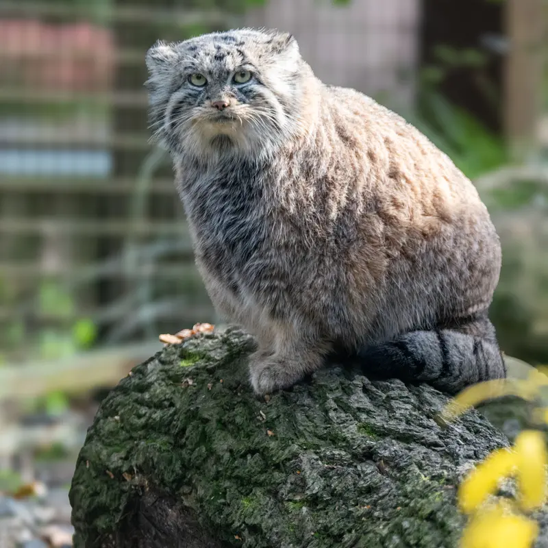 A photograph of Moira in Ostrava Zoo