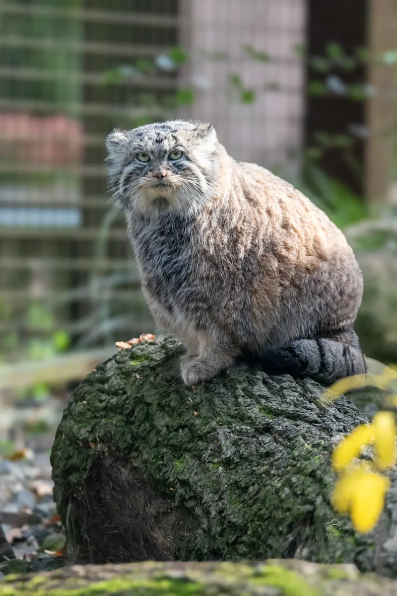 A photograph of Moira in Ostrava Zoo