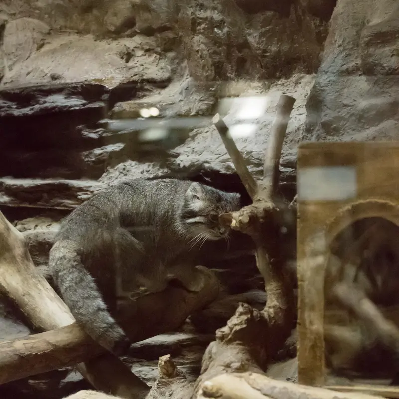 A photograph of Klyon in Ueno Zoological Gardens