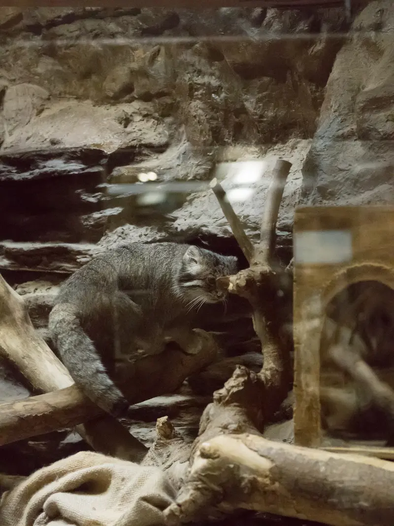 A photograph of Klyon in Ueno Zoological Gardens
