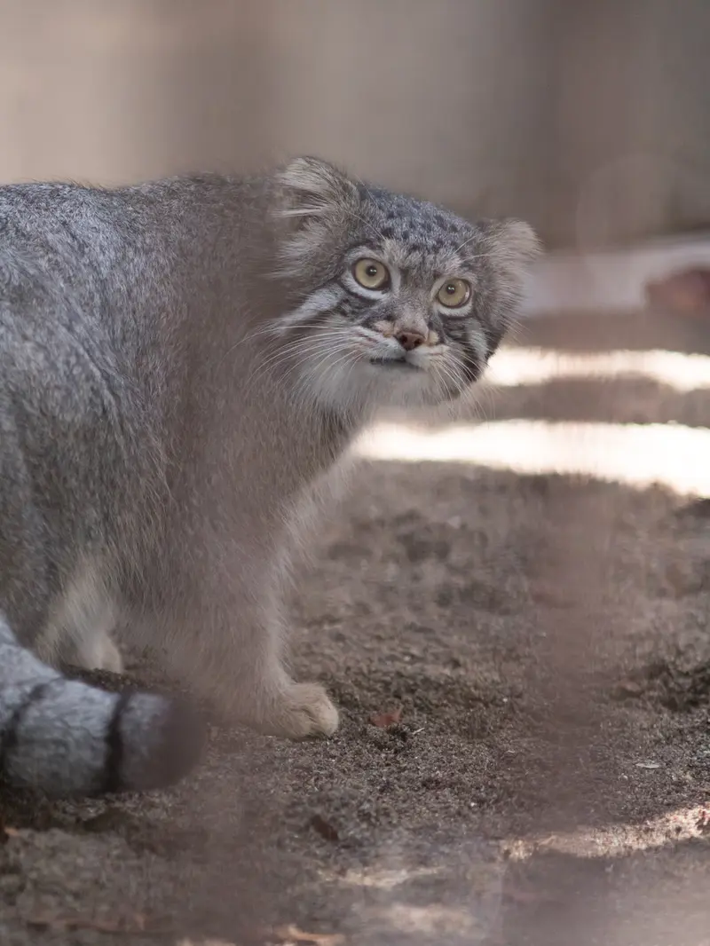 A photograph of Figa in Nogeyama Zoo