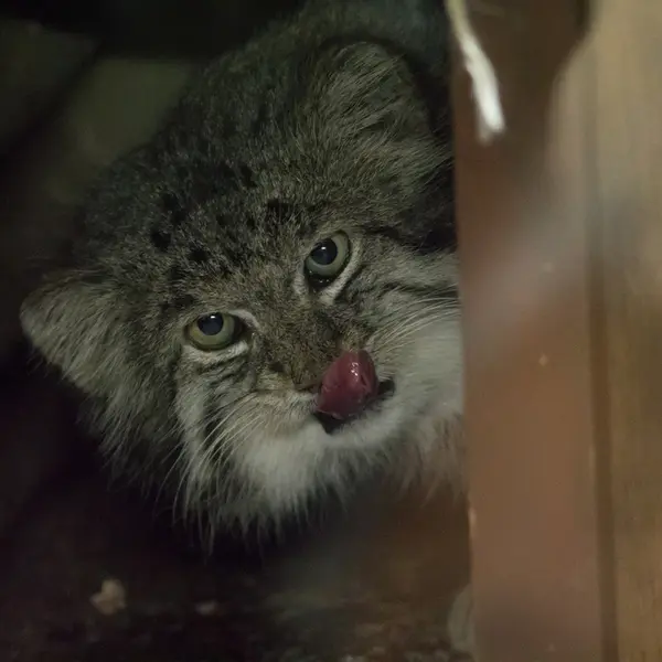 A photograph of Klyon in Ueno Zoological Gardens