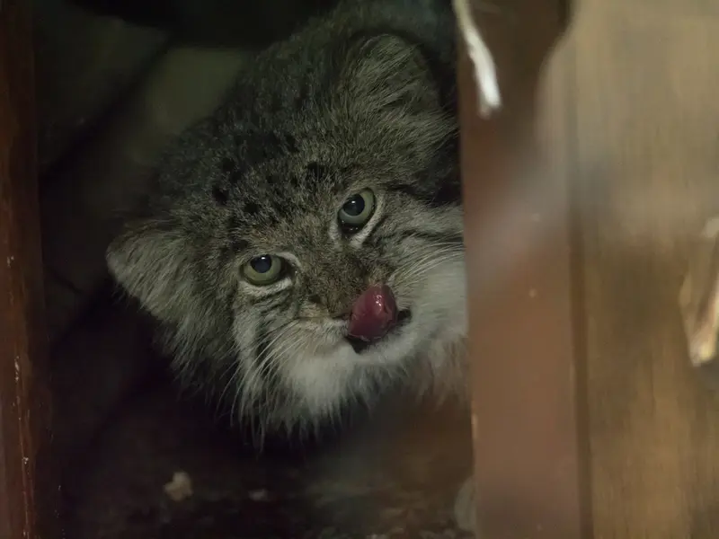 A photograph of Klyon in Ueno Zoological Gardens
