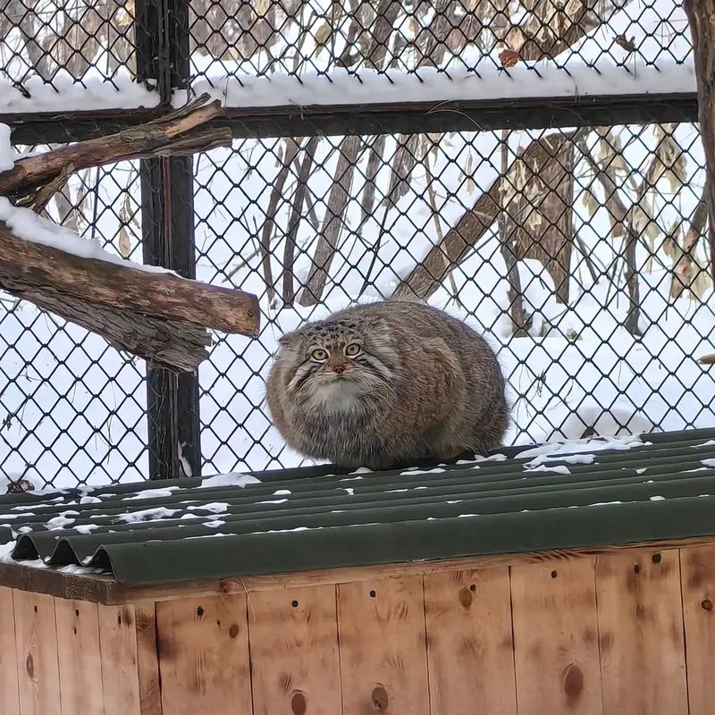 A photograph of Sychik in Novosibirsk Zoo
