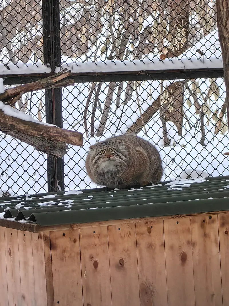 A photograph of Sychik in Novosibirsk Zoo