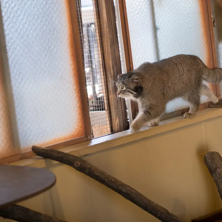 A photograph of Oto in Saitama Children's Zoo