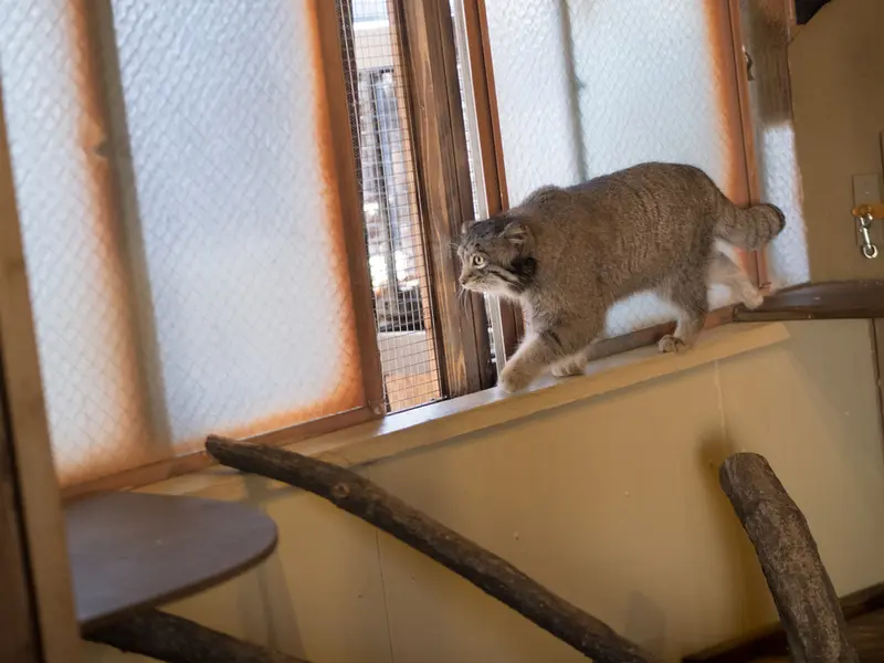 A photograph of Oto in Saitama Children's Zoo