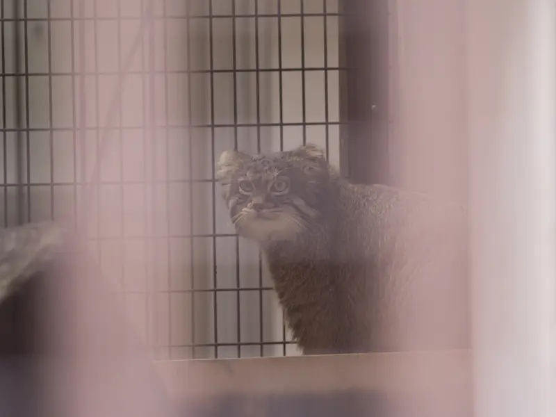 A photograph of Figa in Nogeyama Zoo