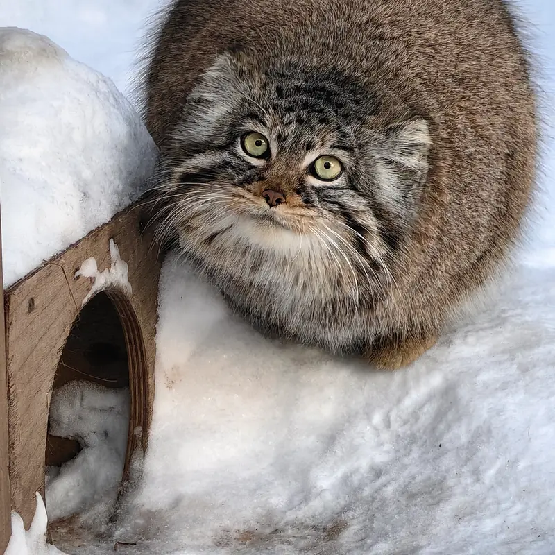 A photograph of Daughter of Eve 2023 Ⅲ in Novosibirsk Zoo