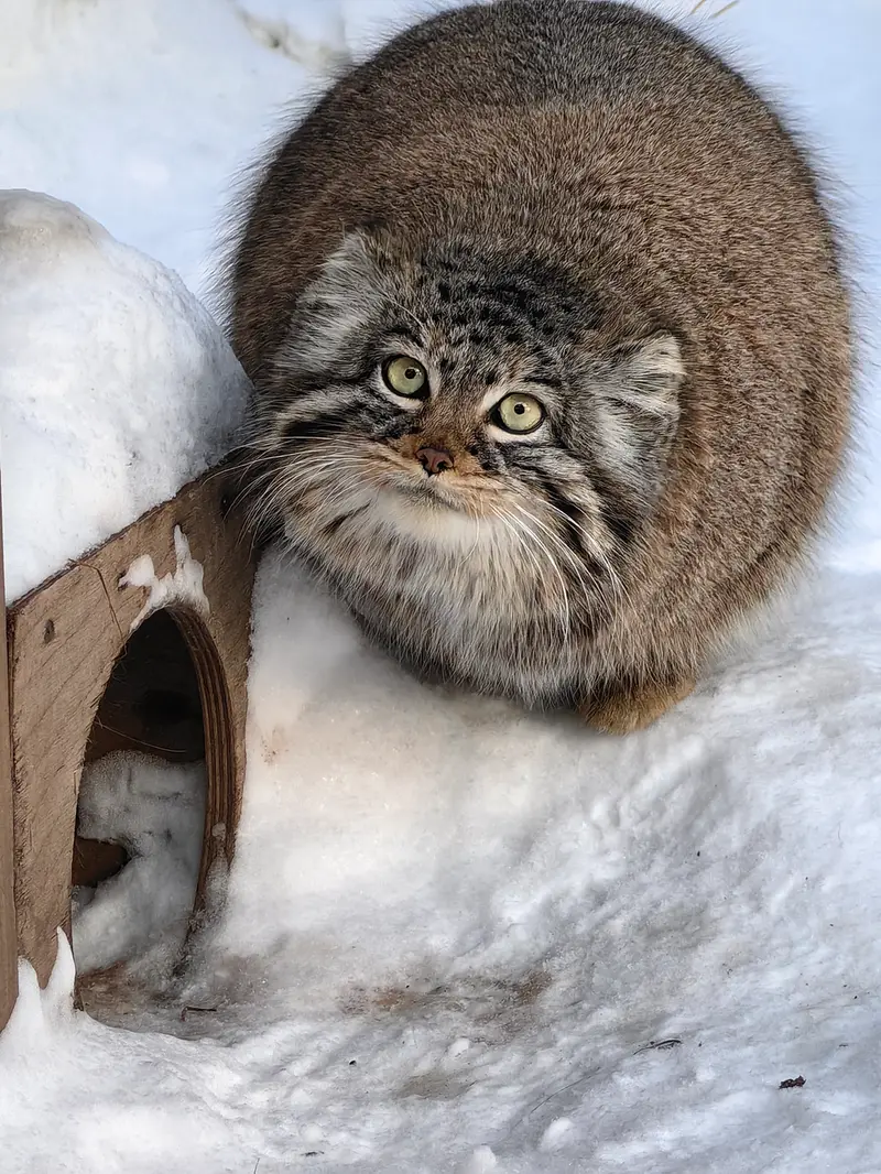 A photograph of Daughter of Eve 2023 Ⅲ in Novosibirsk Zoo
