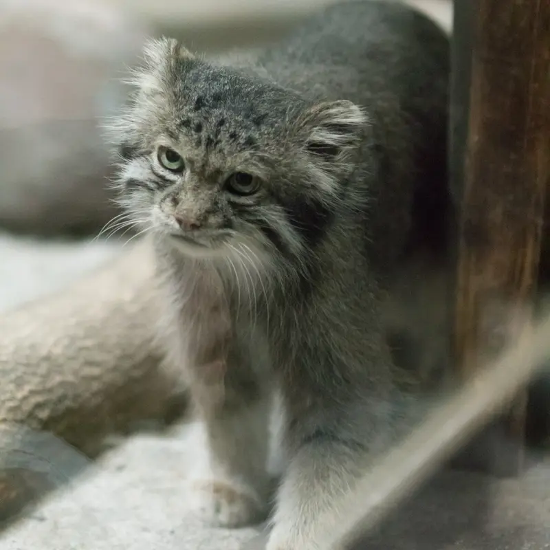 A photograph of Klyon in Ueno Zoological Gardens