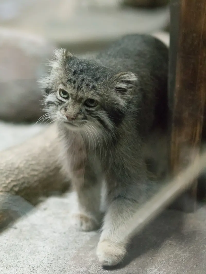 A photograph of Klyon in Ueno Zoological Gardens
