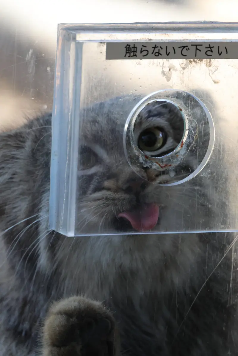 A photograph of Abrikos in Nasu Animal Kingdom