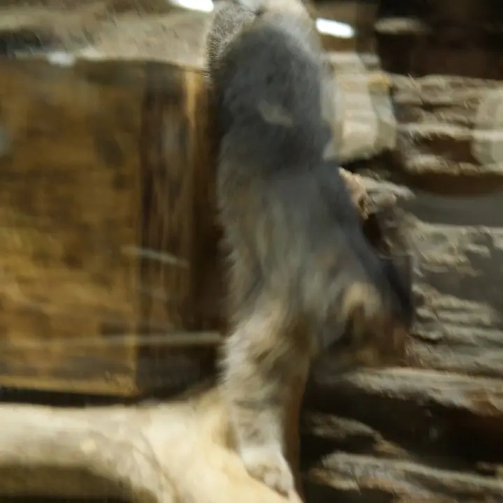 A photograph of a Pallas's cat in Ueno Zoological Gardens